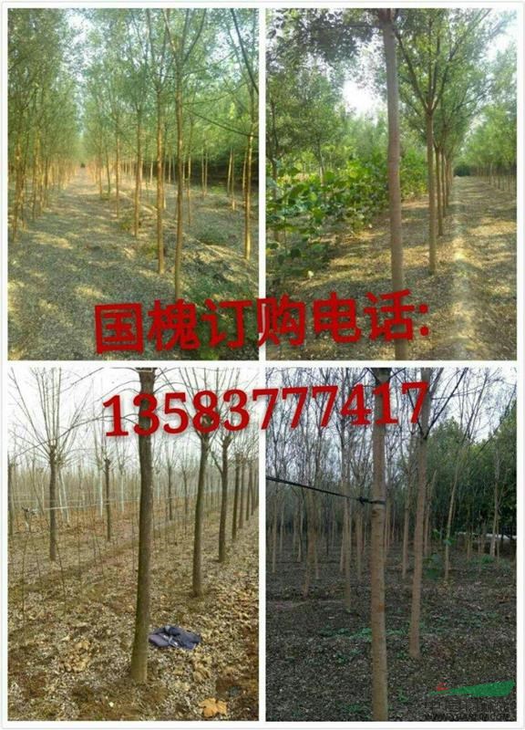 山東濟(jì)寧常年供應(yīng)各種規(guī)格法桐，白蠟，國(guó)槐，北欒，柳樹，櫻花，