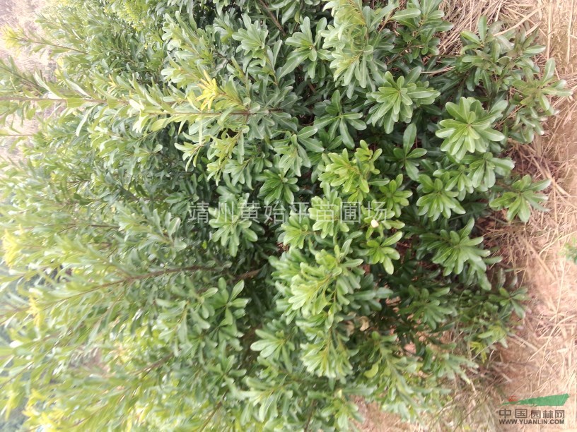 楊梅樹
