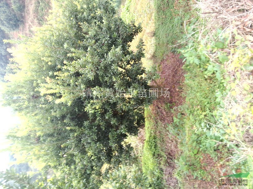 楊梅樹
