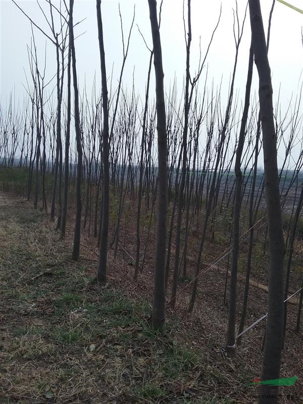 河南潢川大量供应（1-5公分）黄山栾树