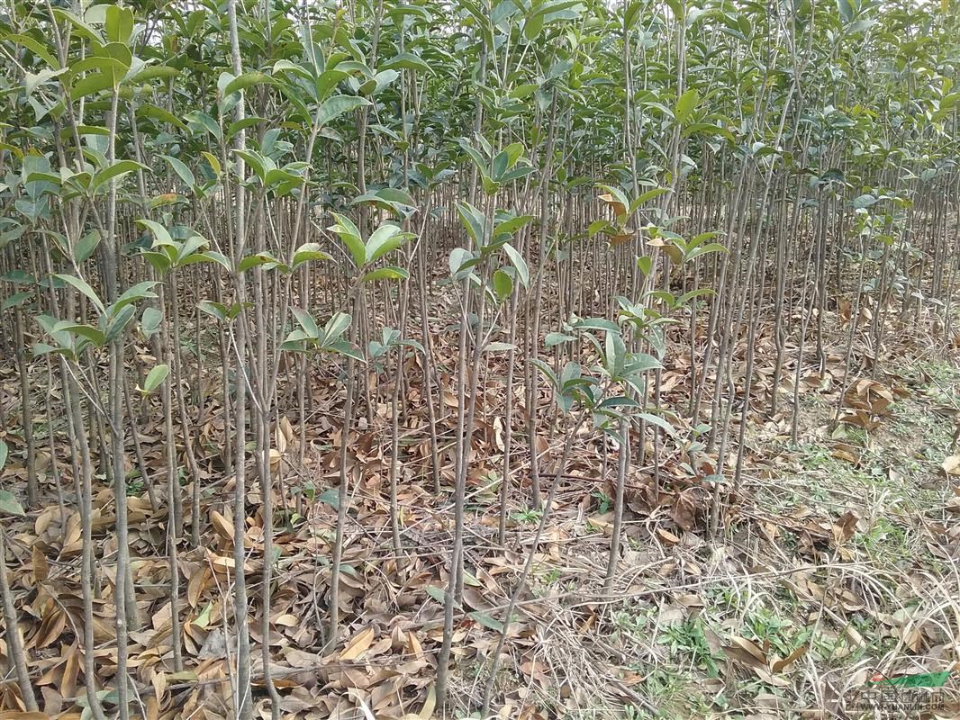 河南潢川大量供应（1-2公分）桂花树