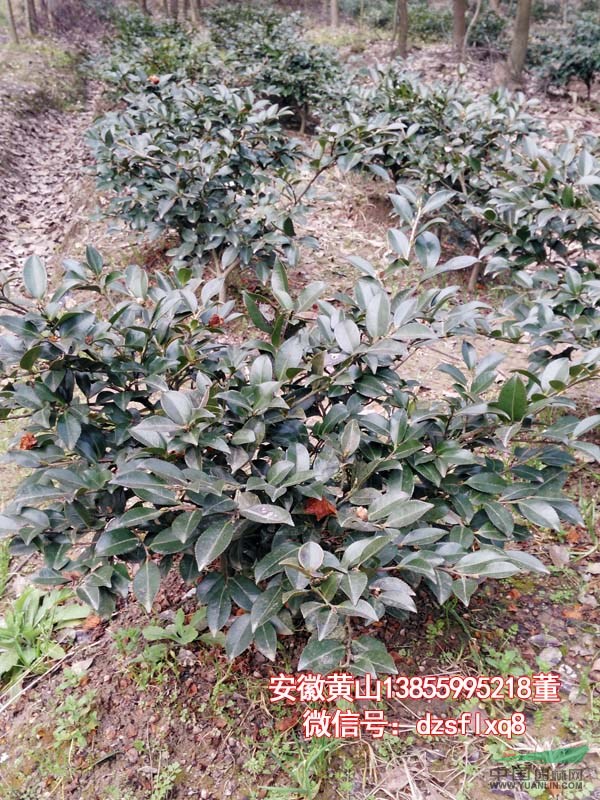 茶梅（小毛球）P30-60cm 安徽黃山 苗圃貨源