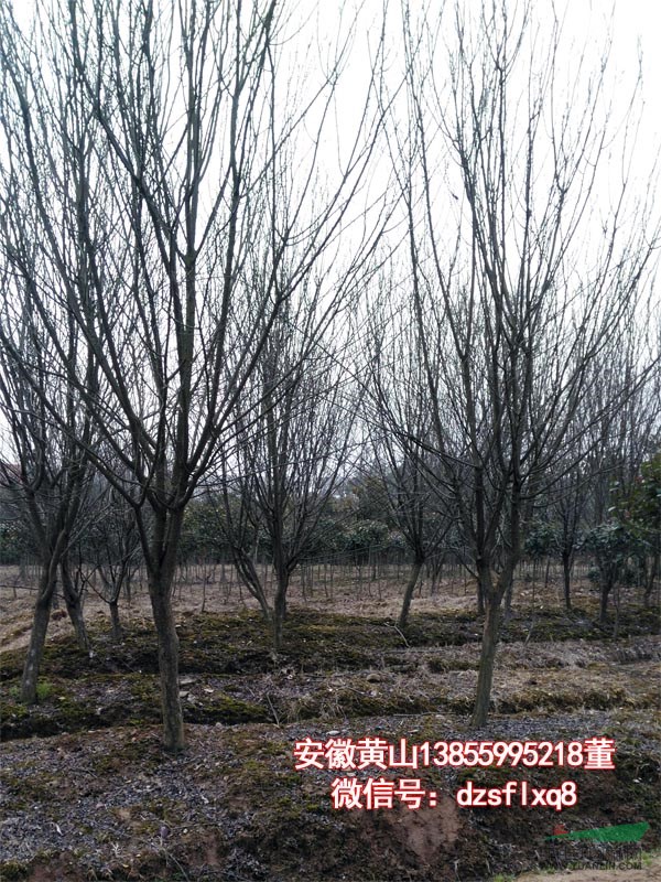 红叶李 紫叶李（5-13cm) 安徽黄山 苗圃货源