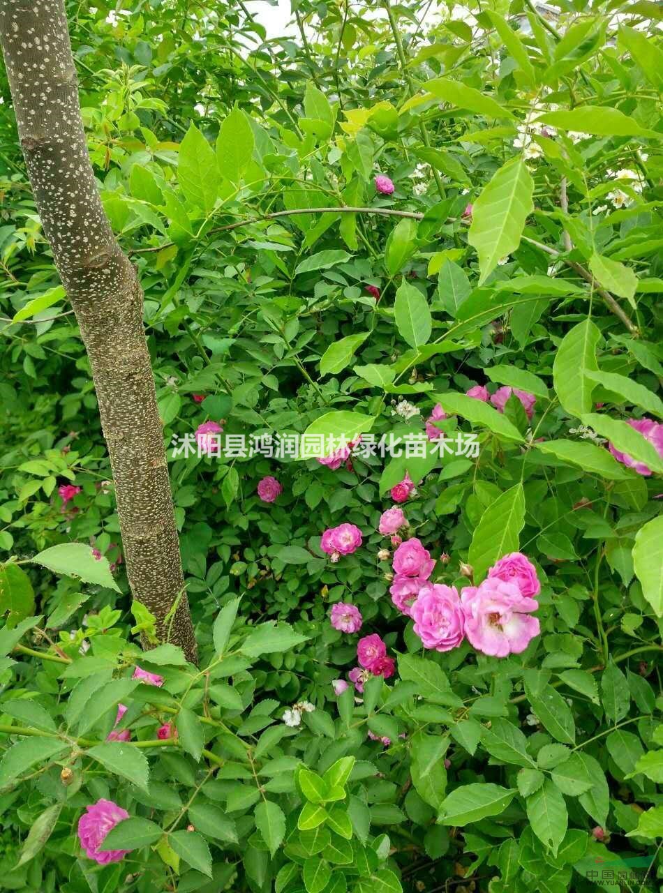 出售長(zhǎng)廊花卉藤本植物薔薇、紫藤、凌霄、金銀花