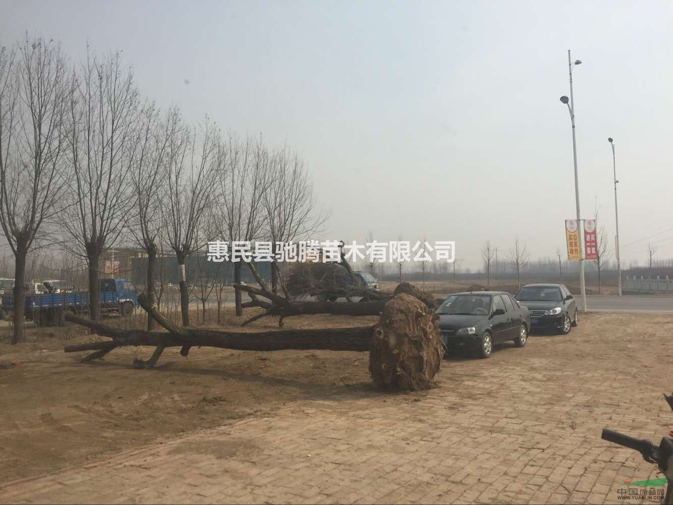白榆、榆樹、供應(yīng)30公分榆樹40公分榆樹