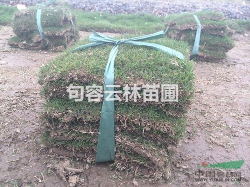 百慕大草坪