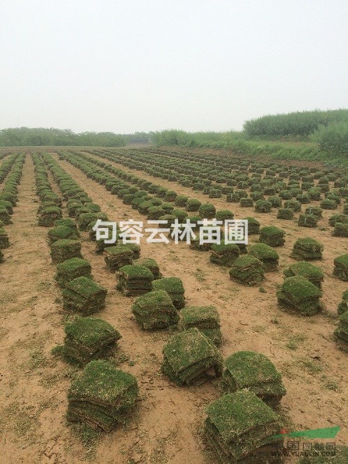 百慕大草坪