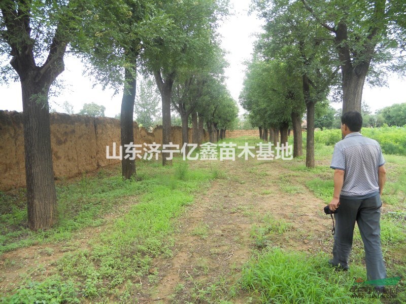 春季5公分老式國槐價格