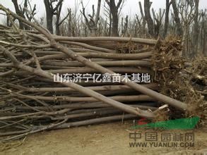 春季8公分裸根截桿國槐價格更新