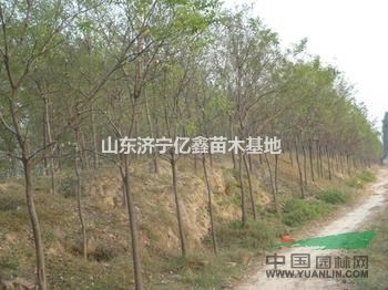 10公分老式國槐價格發(fā)冒國槐價格
