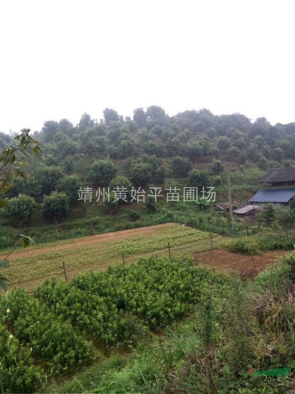 楊梅樹(shù)，楊梅苗