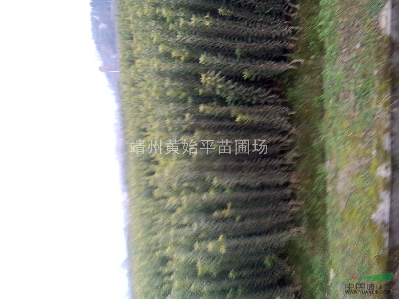 楊梅樹(shù)，楊梅苗