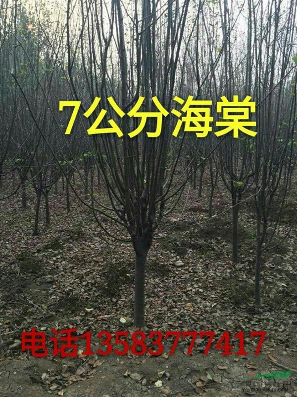 山東濟(jì)寧常年供應(yīng)國(guó)槐，白蠟，法桐等各種規(guī)格苗木