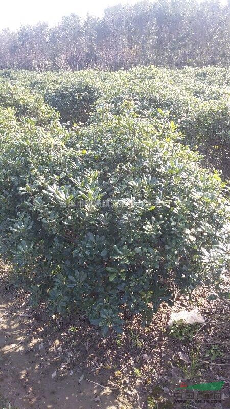浙江慈溪麥冬草,海桐球,夾竹桃,蜀檜自產(chǎn)自銷、價(jià)低質(zhì)好。