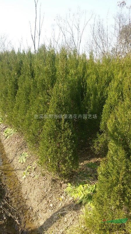 浙江慈溪麥冬草,海桐球,夾竹桃,蜀檜自產(chǎn)自銷、價(jià)低質(zhì)好。