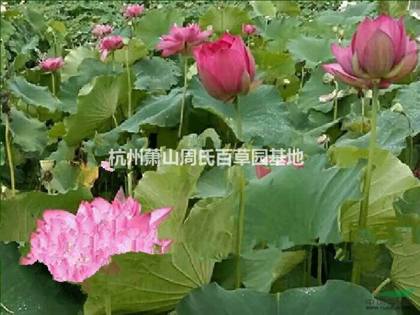 福建省常年大量供應(yīng)睡蓮,荷花,和其它水生植物,價格優(yōu)惠.