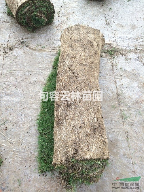 無土草坪毯