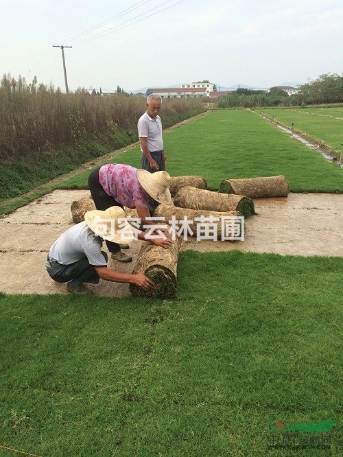 無土草坪毯