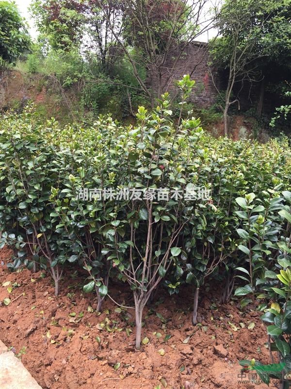 供應(yīng)湖南茶花、七心茶花球、茶花小苗、高桿茶花、茶花價(jià)格