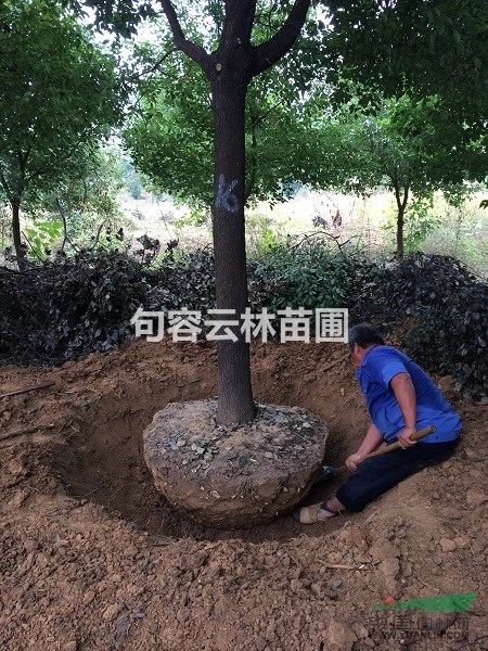 優(yōu)質(zhì)香樟供應(yīng)