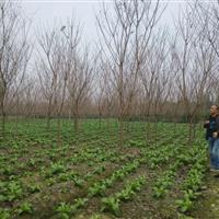 供應(yīng)櫻花 日本晚櫻 高分支櫻花價(jià)格 獨(dú)桿櫻花產(chǎn)地