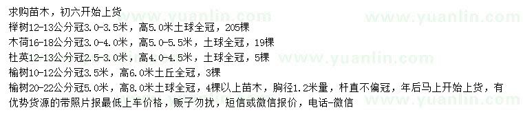 求購櫸樹、木荷、杜英等