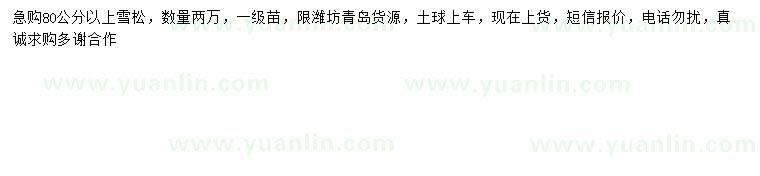 求購80公分以上雪松