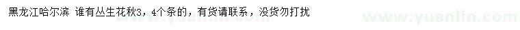 求購叢生花楸