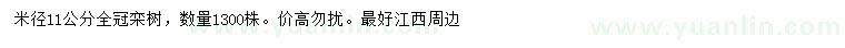 求購米徑11公分欒樹