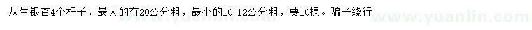 求購(gòu)4桿從生銀杏