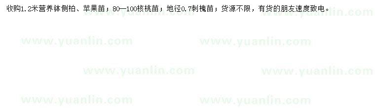 求購側(cè)柏、蘋果苗、核桃苗等