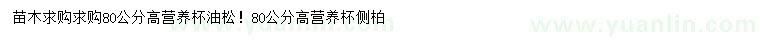 求購高80公分油松、側(cè)柏