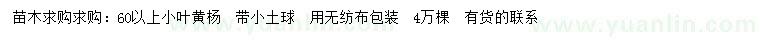 求購60公分以上小葉黃楊