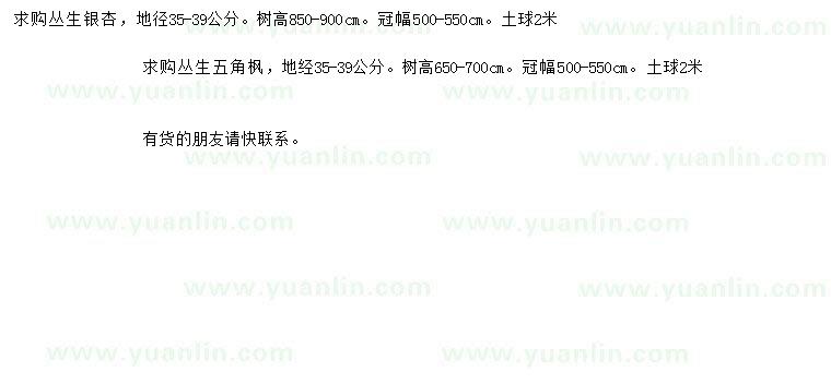 求購(gòu)地徑35-39公分叢生銀杏、叢生五角楓
