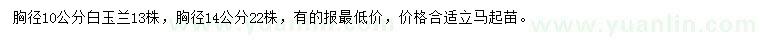 求購胸徑10、14公分白玉蘭