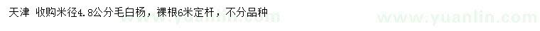 求購米徑4.8公分毛白楊