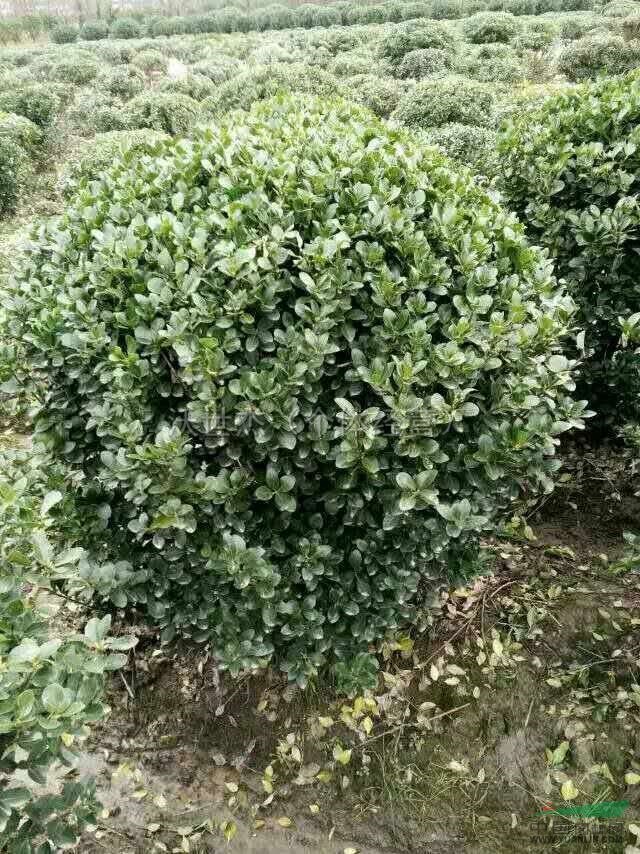 大葉黃楊球最新價格/大葉黃楊球報價
