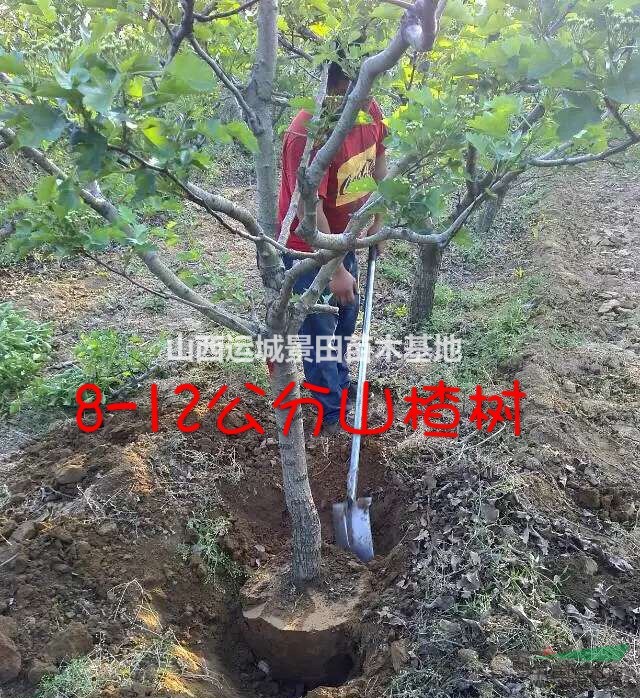 15公分山楂樹品種大金星·15公分全冠山楂樹圖片品種產(chǎn)地詳情