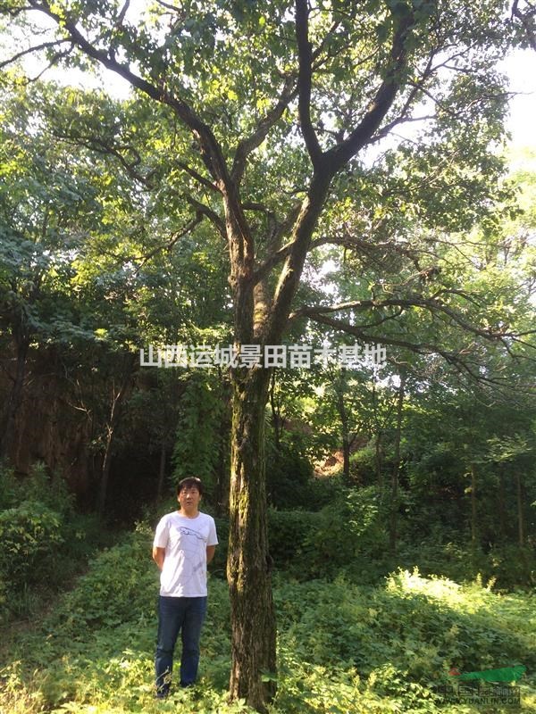 15公分山楂樹品種大金星·15公分全冠山楂樹圖片品種產(chǎn)地詳情