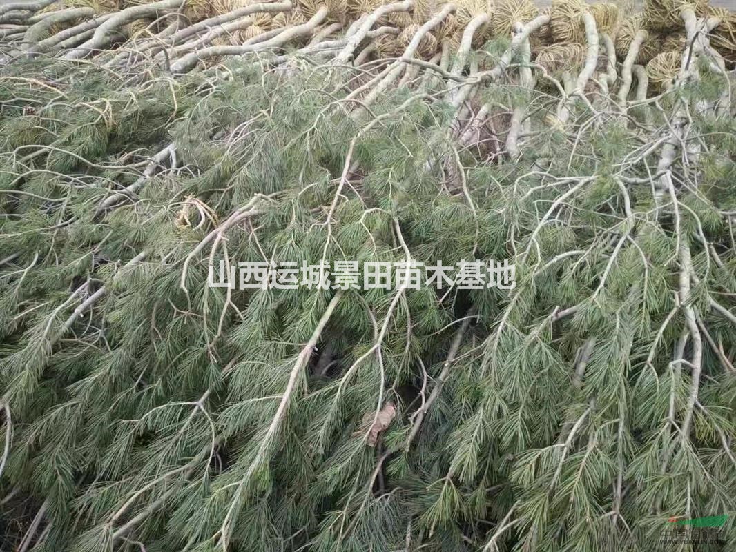 哪有占地白皮松？哪里有占地拆遷白皮松？供應山西占地白皮松