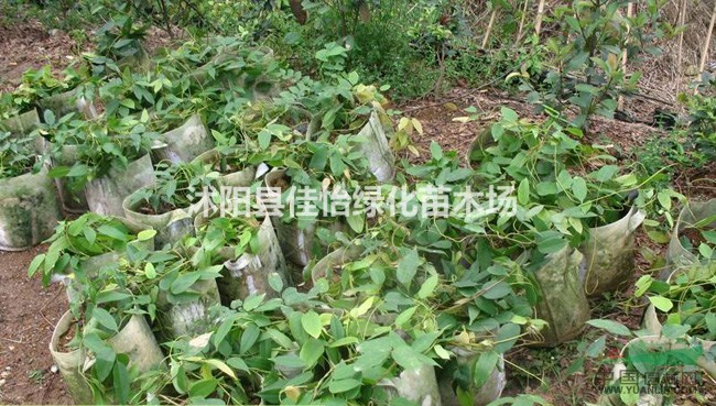 爬藤植物油麻藤 攀援油麻藤 油麻藤樹(shù)苗 園林綠化 小區(qū)綠化