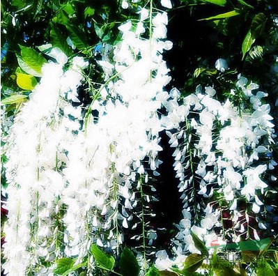常年出售紫藤、凌霄、金銀花等藤本植物