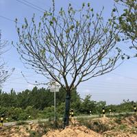 低價供應樸樹 安徽樸樹 滁州樸樹