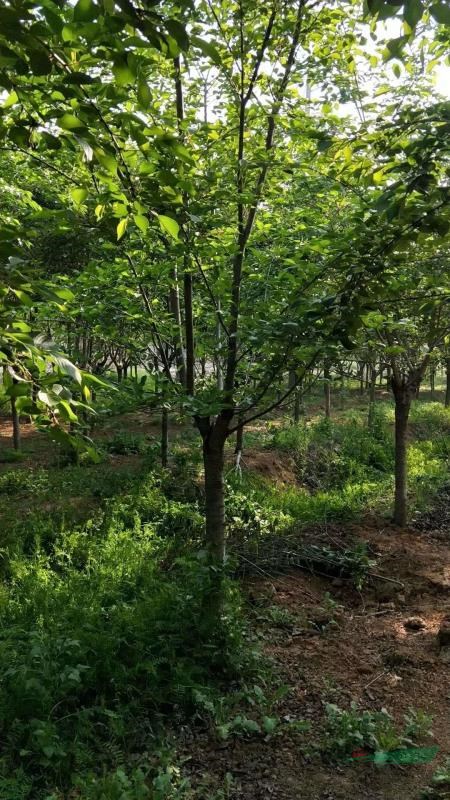 南京櫻花價格 日本櫻花價格 早櫻價格 櫻花基地