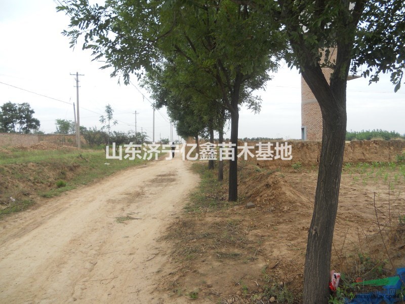 16公分國(guó)槐多少錢