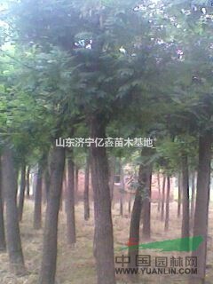 最新大國槐價(jià)格行情、大國槐樹價(jià)格信息