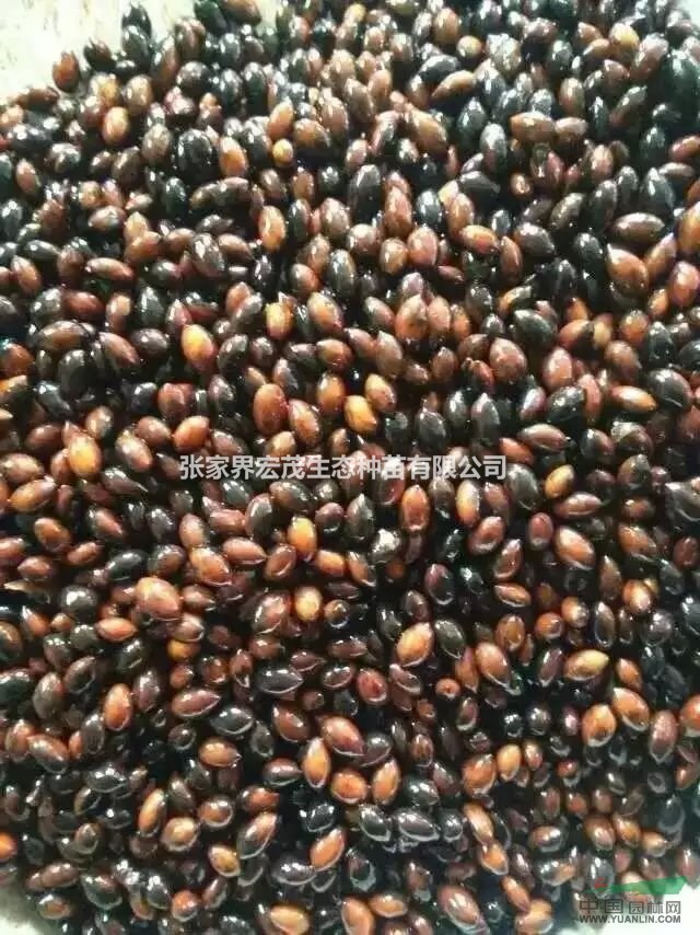 紅豆樹種子楠木種子供應(yīng)張家界宏茂生態(tài)種苗有限公司供應(yīng)張家界
