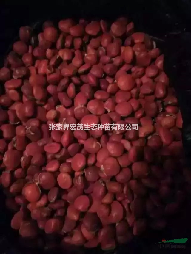 紅豆樹種子楠木種子供應(yīng)張家界宏茂生態(tài)種苗有限公司供應(yīng)張家界