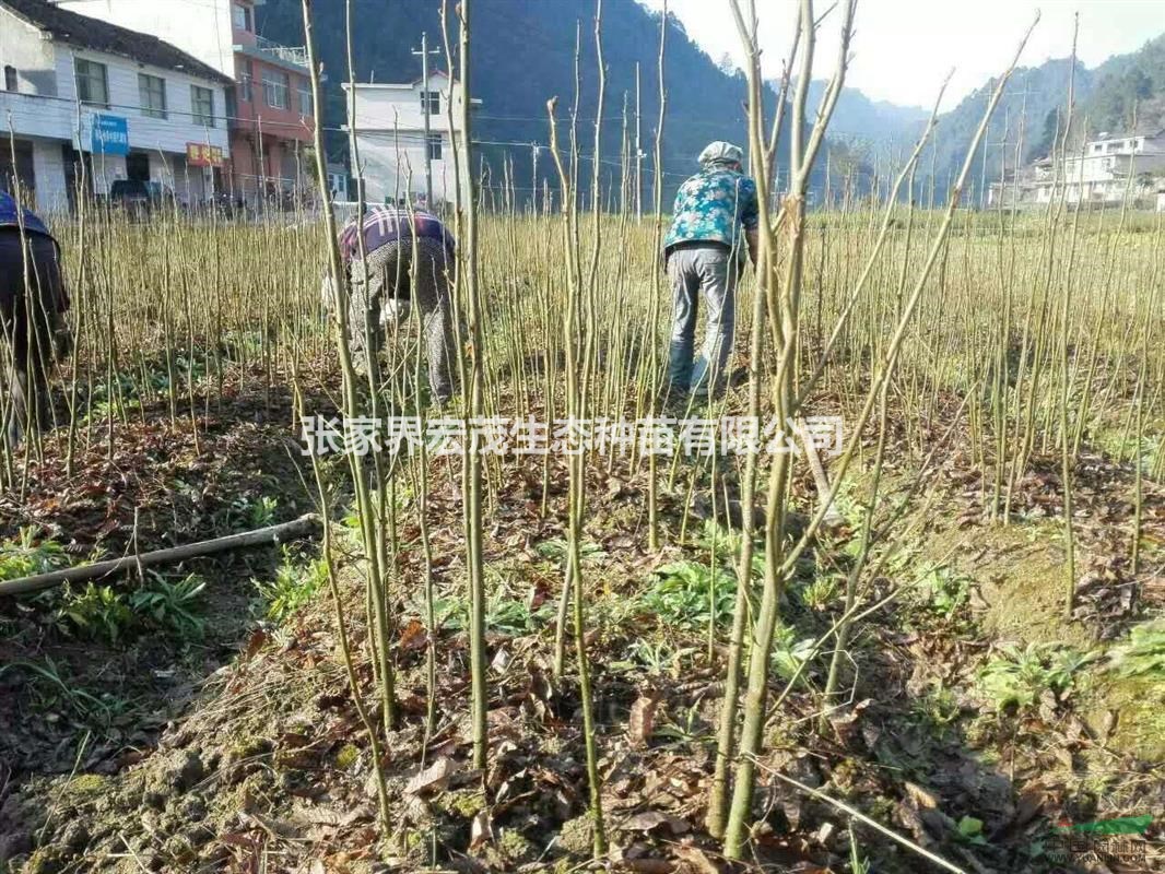 青錢柳苗木供應(yīng)張家界地區(qū)桑植苗圃誠信為本