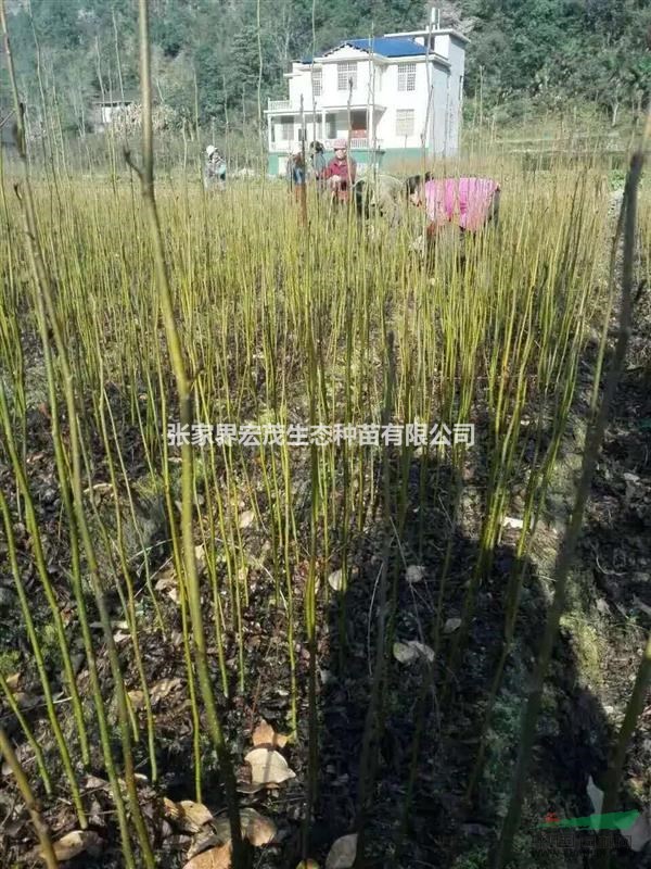 青錢柳苗木供應(yīng)張家界地區(qū)桑植苗圃誠信為本